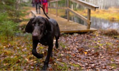 hiking with a dog