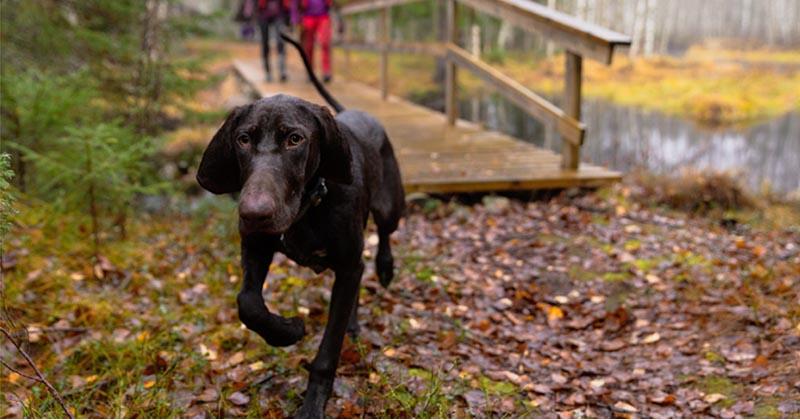 hiking with a dog