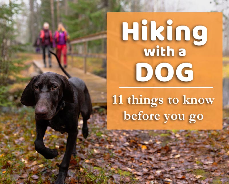 hiking with a dog tips