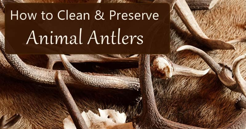 how to clean preserve antlers