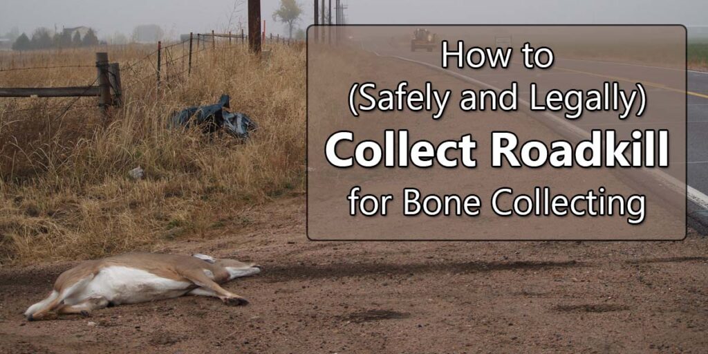 how to collect roadkill for bones