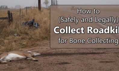 how to collect roadkill for bones