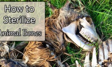 how to sterilize animal bones