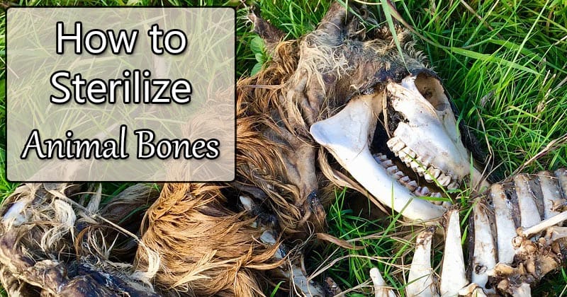 how to sterilize animal bones