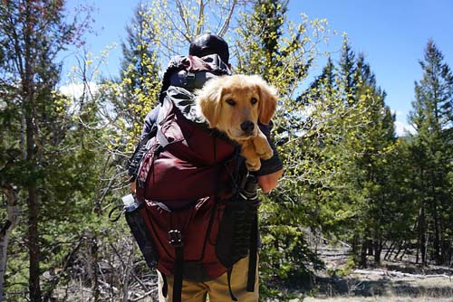 injured dog being carried on a hike