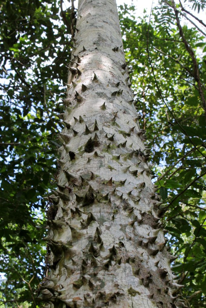 Even the trees in the jungle are threatening!