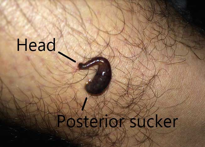 leech mouth and posterior sucker