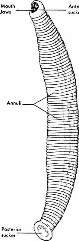 leech mouth and sucker