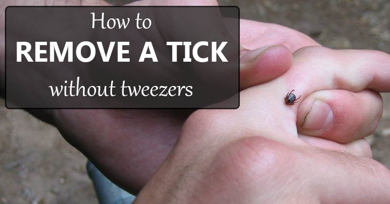 remove tick without tweezers