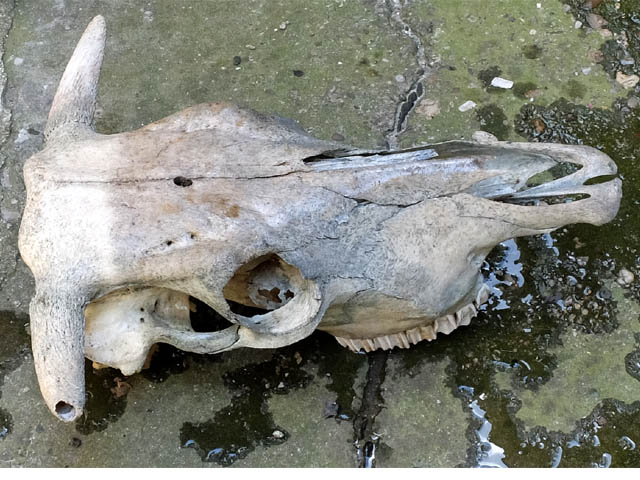 cleaning a cow skull