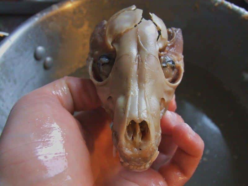 boiled fox skull