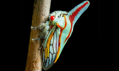 strangely beautiful insects