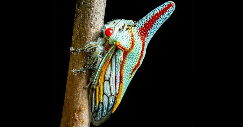 strangely beautiful insects