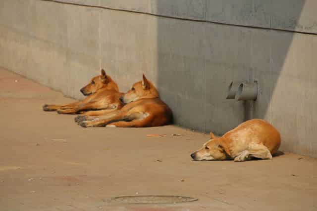 street dogs in India