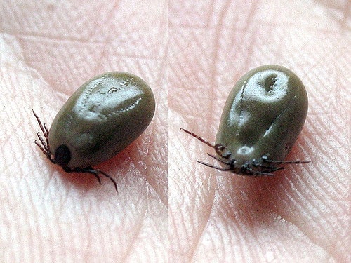 Engorged ticks after removal