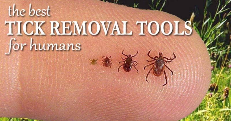 best tick removal tools