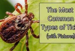 tick type pictures