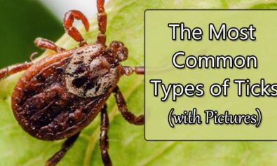 tick type pictures