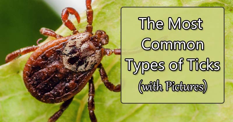 tick type pictures