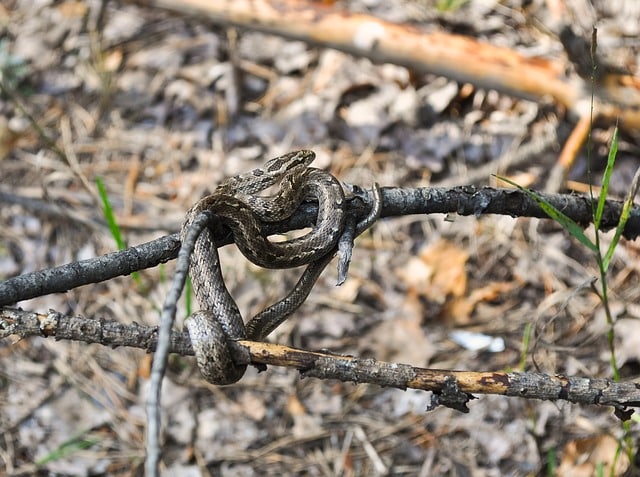 viper snake