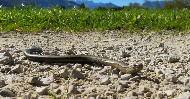 what to do if you see a snake