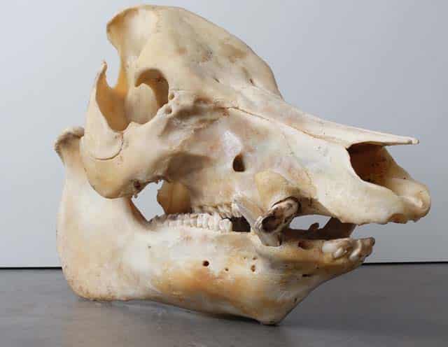 fat trapped in animal skull